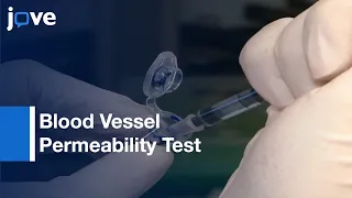 Blood Vessel Permeability Test Using an In Vivo Assay