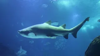 okyanusun derinliklerinde yaşayan büyük canlılar -large creatures living in the depths of the ocean