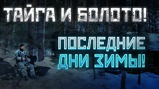 В поисках медведя! Тайга и болото! Последние дни зимы в избе!