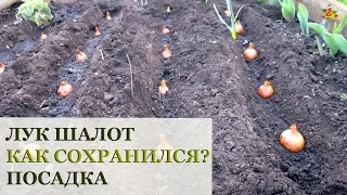 Хранение и посадка лука ШАЛОТА