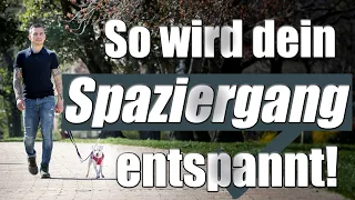 4 Tipps für einen entspannten Spaziergang mit deinem Hund!