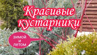 Красивые кустарники зимой и летом.Декоративнолистные кустарники для сада непрерывного цветения.