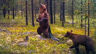 Медведи танцуют ламбаду