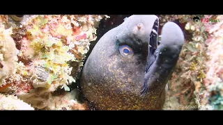 Scuba Diving Watamu | Turtle Bay | Kenya