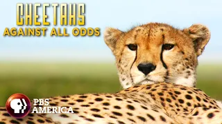 Cheetahs Against All Odds FULL SPECIAL | PBS America
