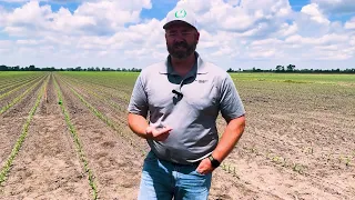 Spring Crop Update: Corn, Soybeans, and Wheat in the Southeast with Concept AgriTek's Brandon Poole