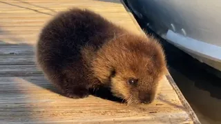 Baby Otter Rolls Down Wooden Dock to Its Mother - 1118915