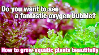 How to get lots of oxygen bubbles out of water plants「ADA nature aquarium techniques for beginners