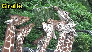 キリン大家族の日常 Giraffe big family #153 【Cute animal video】【多摩動物公園】