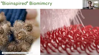 Biomimicry In Architecture