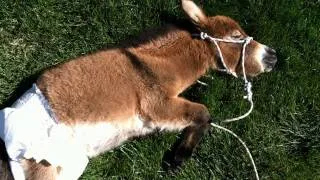 Video: Baby Miniature Mule