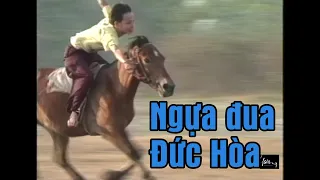 NGỰA ĐUA ĐỨC HÒA-DUC HOA RACE HORSE