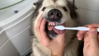 Brushing My Dog’s Teeth!! He Tries To Eat It!! (Try NOT TO LAUGH!!)