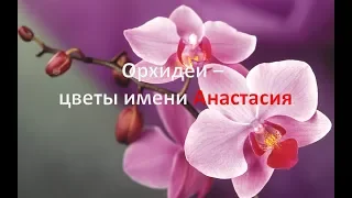 Орхидеи - цветы имени Анастасия