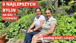 6 najlepszych bylin rabatowych na maj i czerwiec do ogrodu, kwiaty w ogrodzie