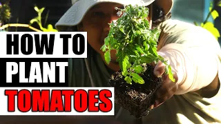 Planting Tomatoes - The Complete Guide