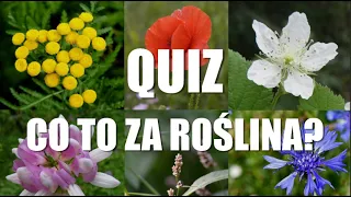 Polskie Kwiaty Polne (np. dziurawiec, wrotycz, niezapominajka) - quiz