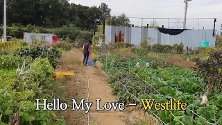 Hello My Love - Westlife