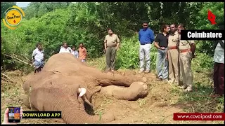 Lone tusker that suffered abscess died