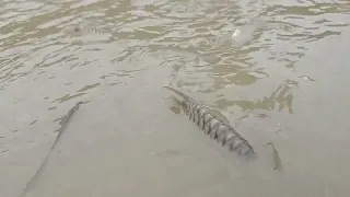 Natural fishing in my pond.