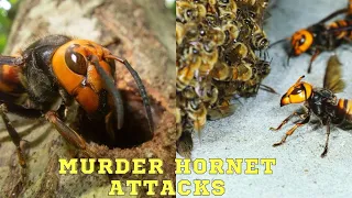 Murder Hornet Attacks on bees and Humans - Asian Giant Hornet