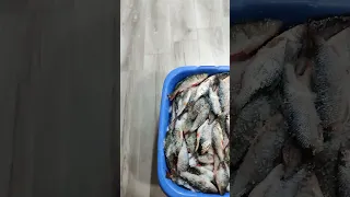 Первоапрельская рыбалка. Нижнеангарский сор