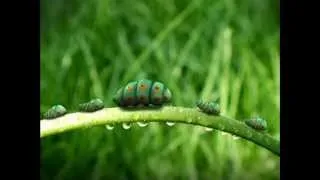 Minuscule S01E06 DVDRip x264 mOt Caterpillars in Pairs