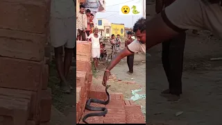 🐍कोबरा का यह मंजर देख लोग हुए हैरान 😮 #shorts #cobra #snakevideo #snakerescue #trendingshorts #viral