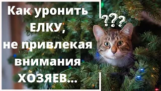 Кот и Елка. Смешные Кошки. Приколы с Котами и Кошками. Новый Год.