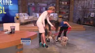 Anderson's Four-Legged Surprise for  Katherine Heigl