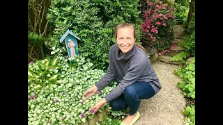 How to grow Spotted Dead Nettle, Lamium.