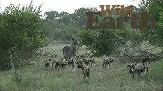 WildEarth - Sunset Safari - 19 March 2020