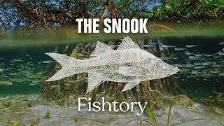 Catching Snook: Everything You Need To Know | Fishtory