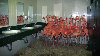 Zoo Miami Looks Back on Hurricane Andrew