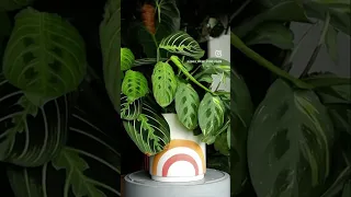 Widzieliście kiedyś roślinę ruszająca liścmi ? Prayer plant czyli maranta 🥰 #rośliny