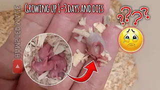 growing up 1-3 days babies hamsters and mother hamster eat their own babies