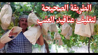 الطريقة الصحيحة لتغليف عنقود العنب . Grapes Paper Wrapping