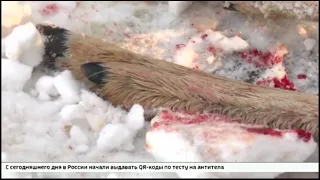 Собаки растерзали косулю в Академгородке. Иркутск.