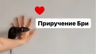 Адаптация Бри 🐀