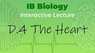 IB Biology D.4 - The Heart - Interactive Lecture