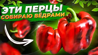 САМЫЕ ВКУСНЫЕ сорта СЛАДКОГО ПЕРЦА, бонусом - шикарная урожайность