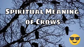 The Spiritual Meaning of Crows - What Do They Mean for You?