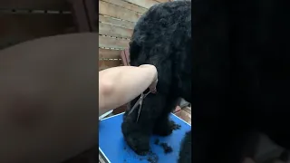 Grooming BRT - back leg lower area Black Russian Terrier