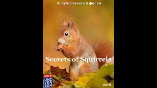 Беличьи секреты Документальный фильм  BBC/Secrets of Squirrels