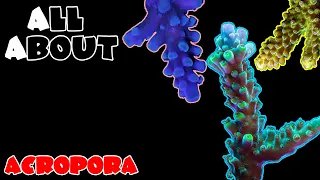 All About The Acropora Coral