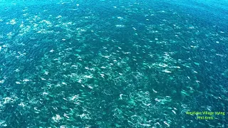 Massive Pod of Dolphins off the coast of Point Dume Malibu.