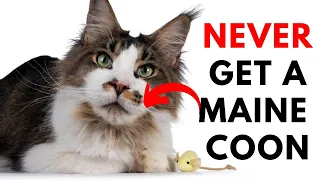 You'll Definitely Not Want a Maine Coon Cat After Watching This  (#14 Might Surprise You)