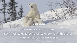 Living on Land Has Its Limits: Lactation, Starvation, and Survival | Tundra Connections