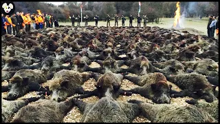 How American Farmers Deal with Over 9 Millions Of Wild Boars - American Farmers