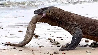 OMG 😱😱 Komodo Dragon Eats Big Electric Eel